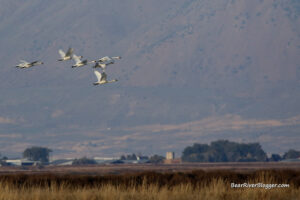 a flock of tundra swans flying low over the bear river migratory bird refuge