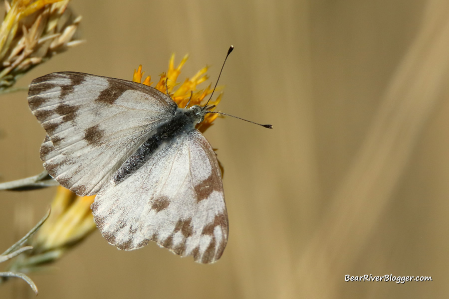 checkered white butterfly on rabbitbrush