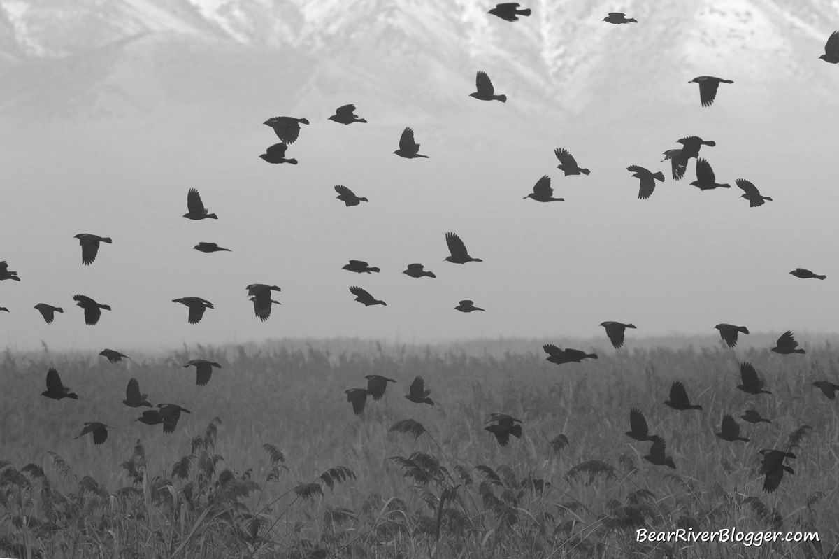 a flock of red-winged blackbirds flying in the fog on the bear river migratory bird refuge