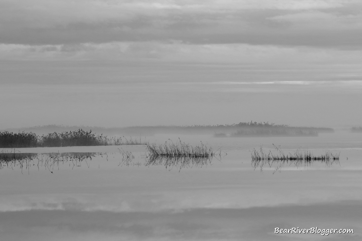 the bear river migratory bird refuge wetlands in the fog