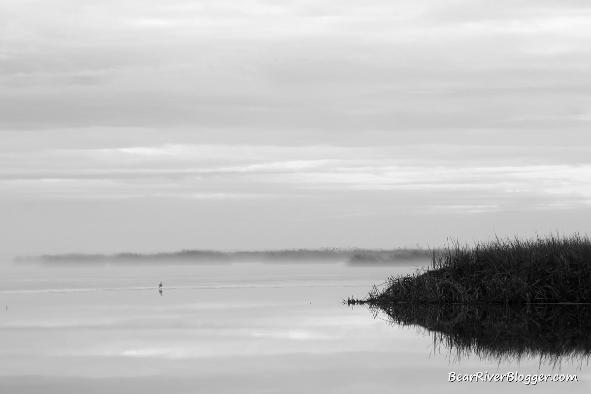 fog bank on the bear river bird refuge wetlands