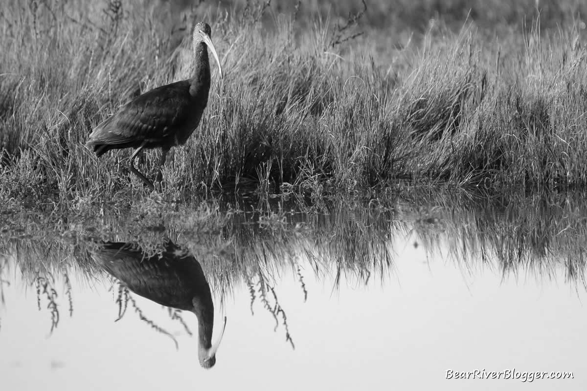 white faced ibis standing in the water on the bear river migratory bird refuge