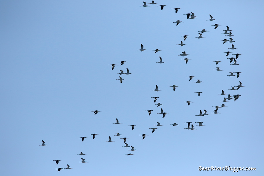 a flock of American avocets flying overhead on the bear river migratory bird refuge