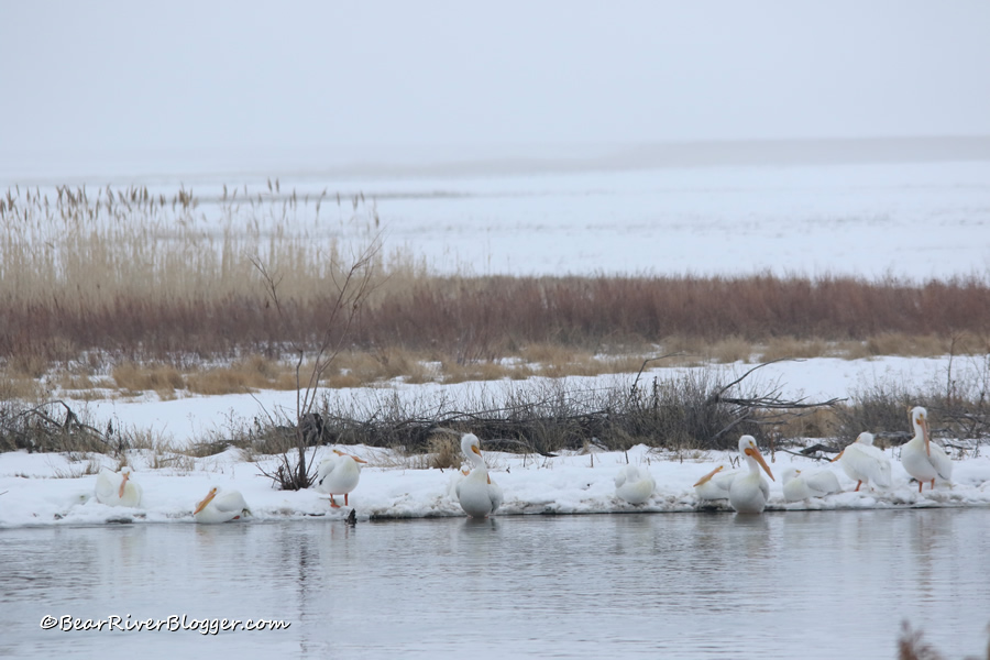 a small flock of American white pelicans standing in the snow on the bear river migratory bird refuge