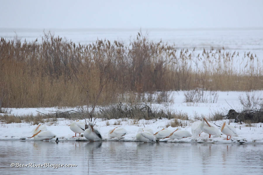 pelicans sitting in the snow on the bear river migratory bird refuge