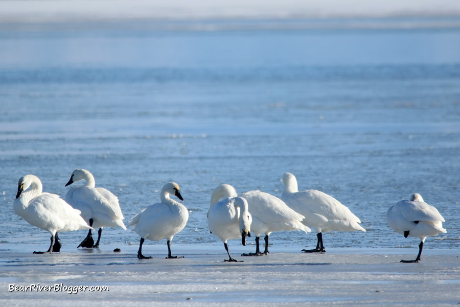 a small flock of tundra swans standing on the ice