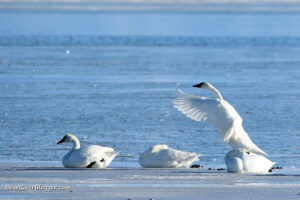 tundra sans sitting on the ice on the Bear River Migratory Bird Refuge