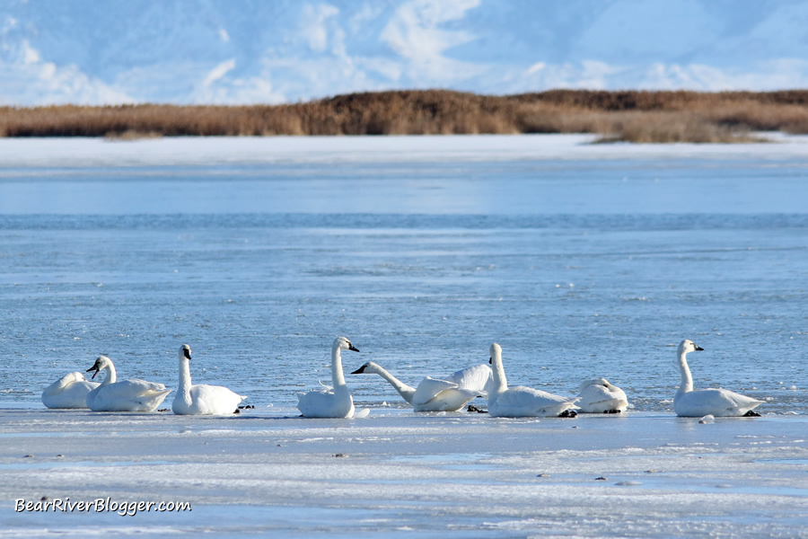 a flock of tundra swans laying down on the ice on the bear river migratory bird refuge