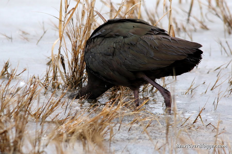 white-faced ibis feeding in a frozen wetland