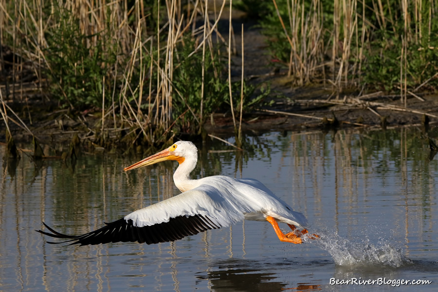 American white pelican taking off from the water