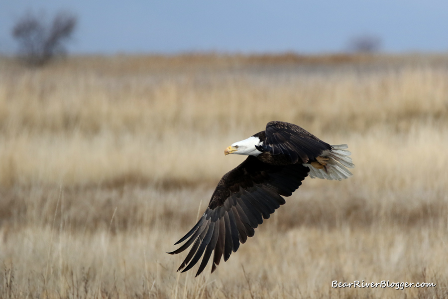 bald eagle flying off of a tree on the bear river migratory bird refuge