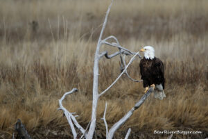 bald eagle sitting in an old tree on the bear river