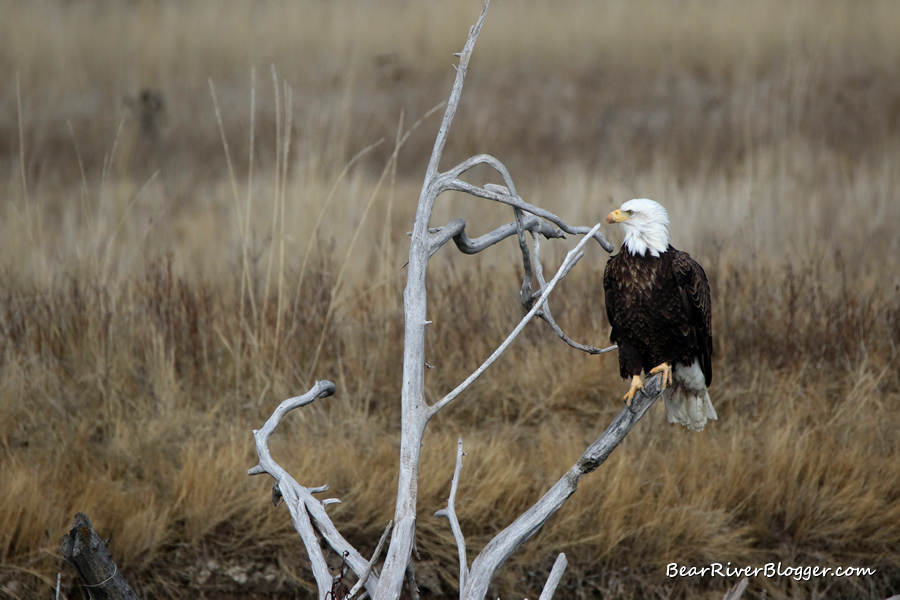 bald eagle sitting in an old tree on the bear river