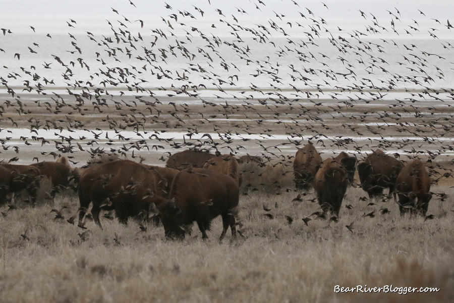 thousands of starlings flocking around a herd of bison on Antelope Island