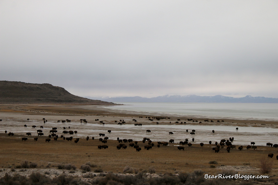 herd of bison on antelope island standing on the lake bed