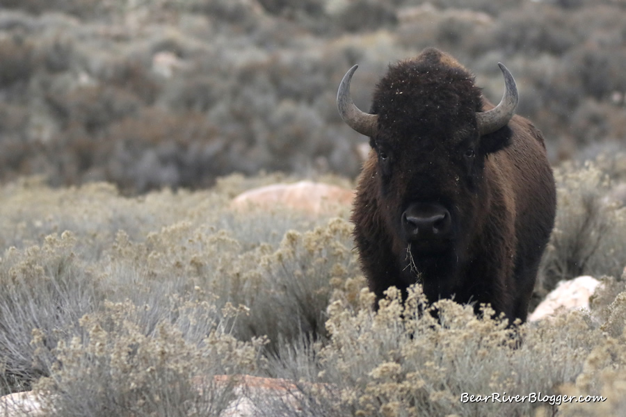 bison standing alone on Antelope Island