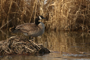 Canada goose standing on a muskrat den on the bear river migratory bird refuge