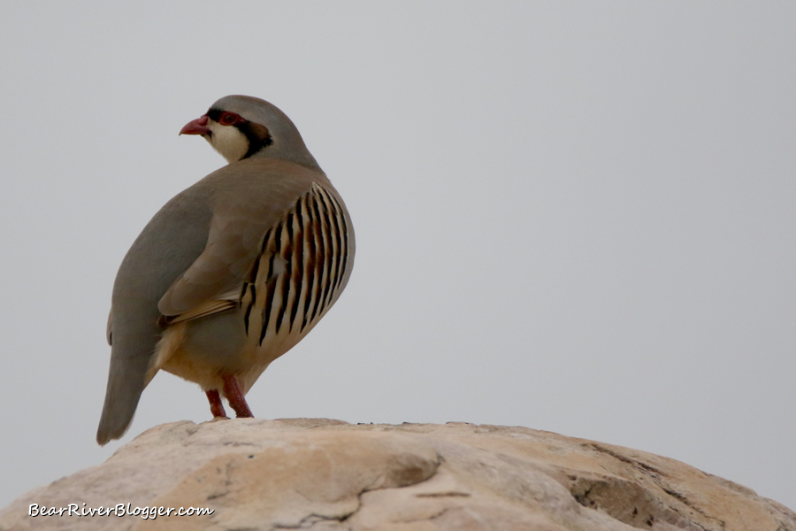 chuckar partridge sitting on a rock on Antelope Island