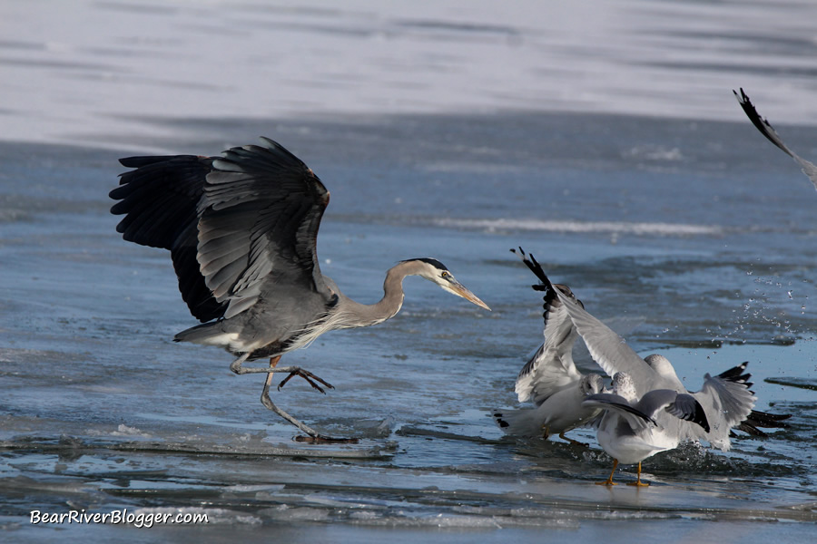 ring-billed bulls and great blue heron fighting for a fish