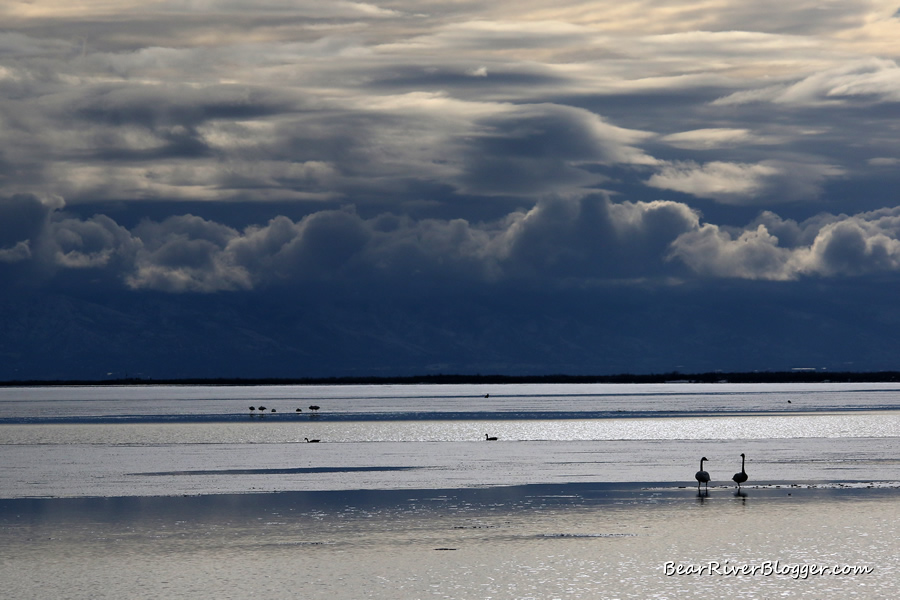 cloudy background with tundra swans on the ice on the bear river migratory bird refuge