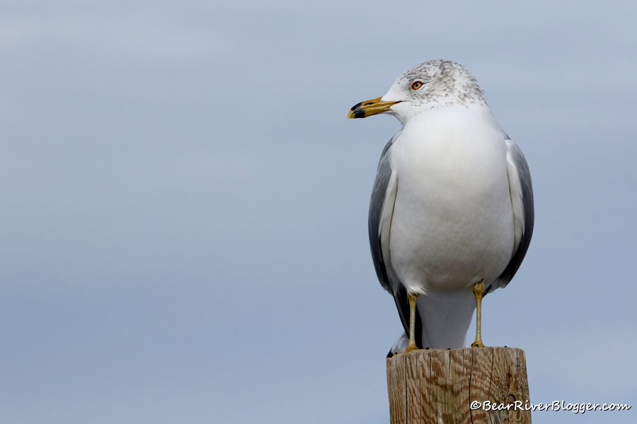 Ring-billed gull standing on a pole