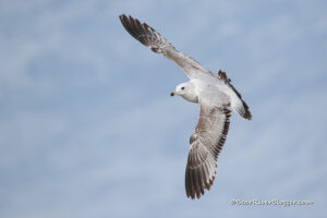ring-billed gull in flight