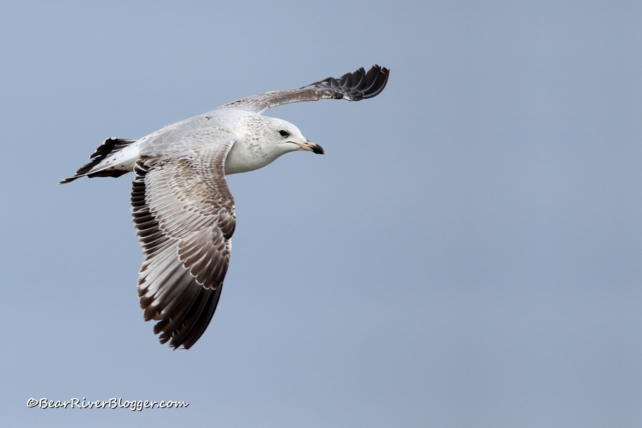 ring-billed gull flying in the air
