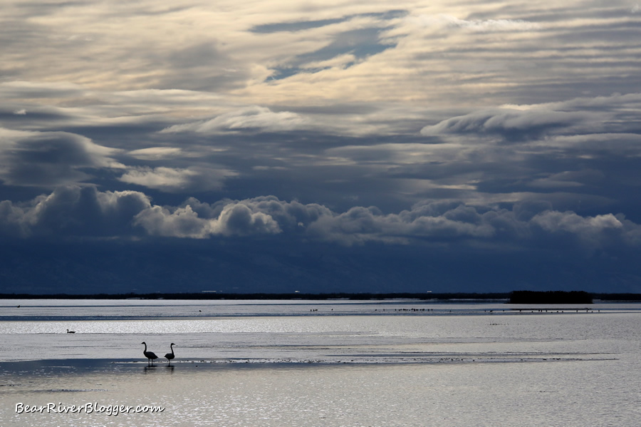 tundra swans standing on the ice with clouds in the background