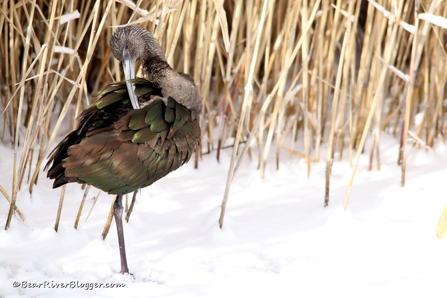 white-faced ibis standing in the snow on the bear river migratory bird refuge auto tour route