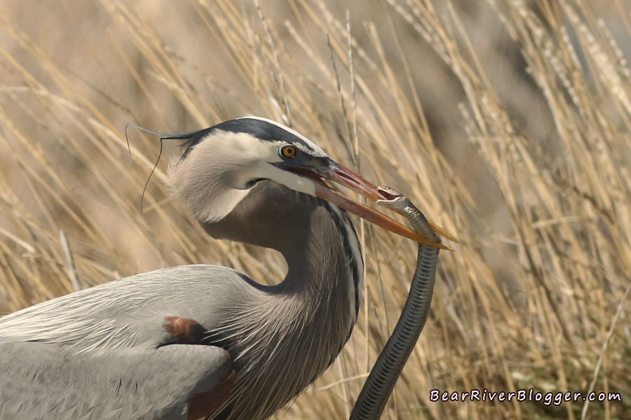 a great blue heron trying to eat a garter snake on the bear river migratory bird refuge