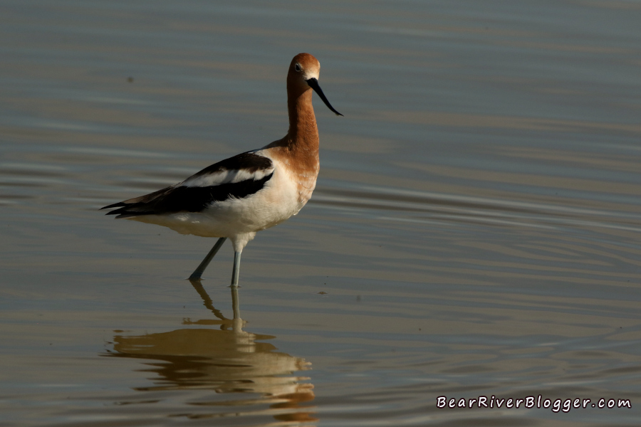 American avocet wading in shallow water in its summer breeding plumage