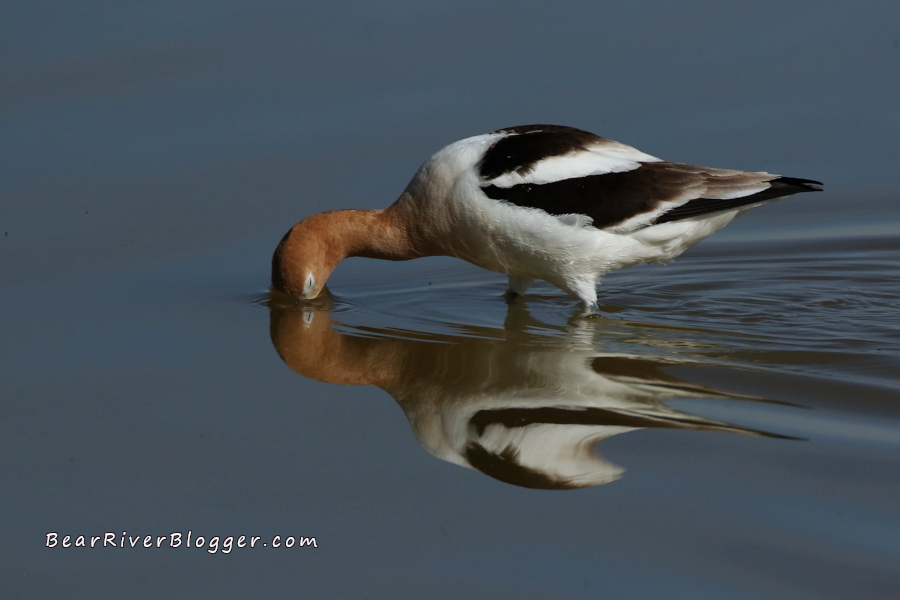American avocet in shallow water on the bear river migratory bird refuge