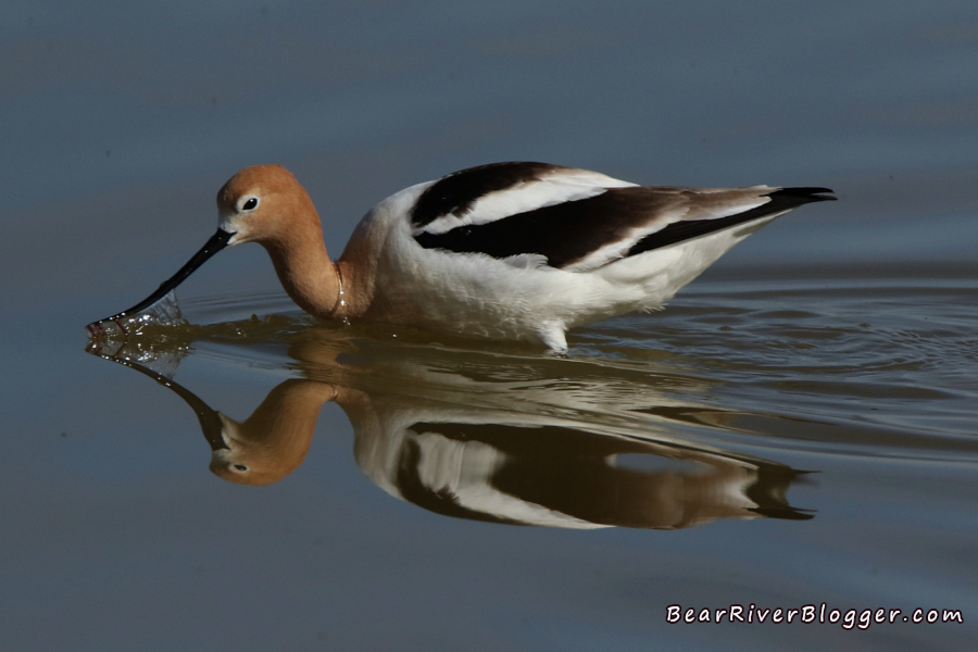 American avocet feeding in shallow water on the bear river migratory bird refuge