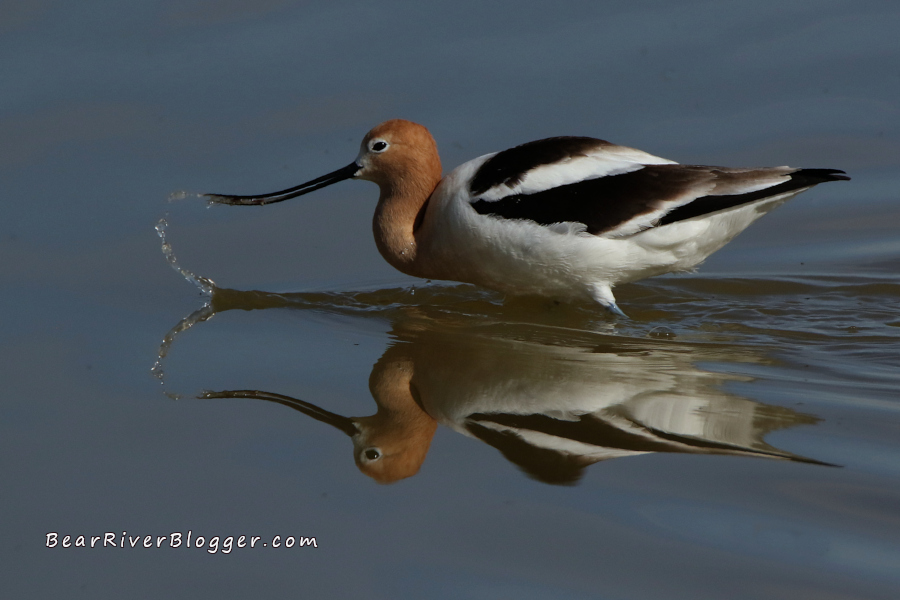 American avocet with a curved beak