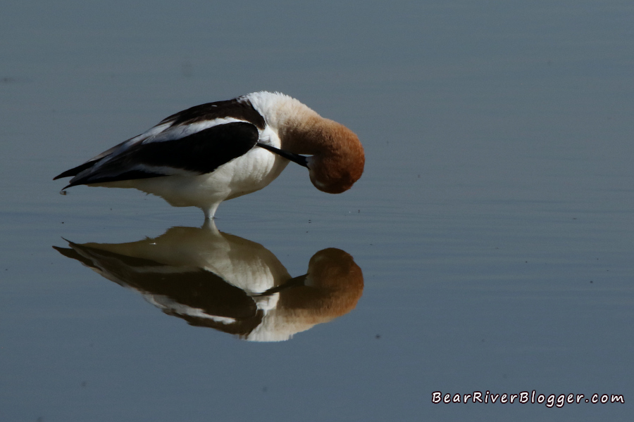 American avocet standing in a shallow wetland on the bear river migratory bird refuge