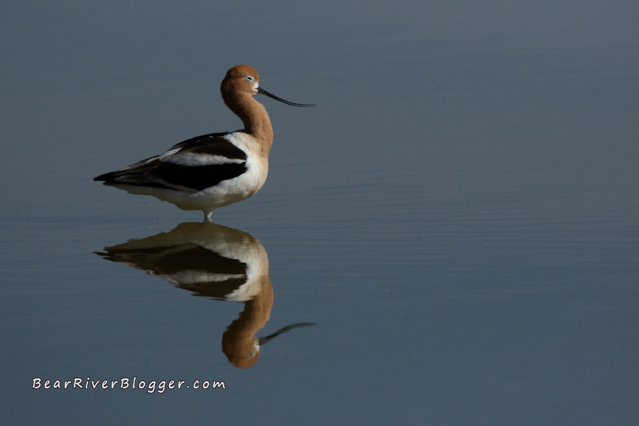 a solitary american avocet standing in shallow water