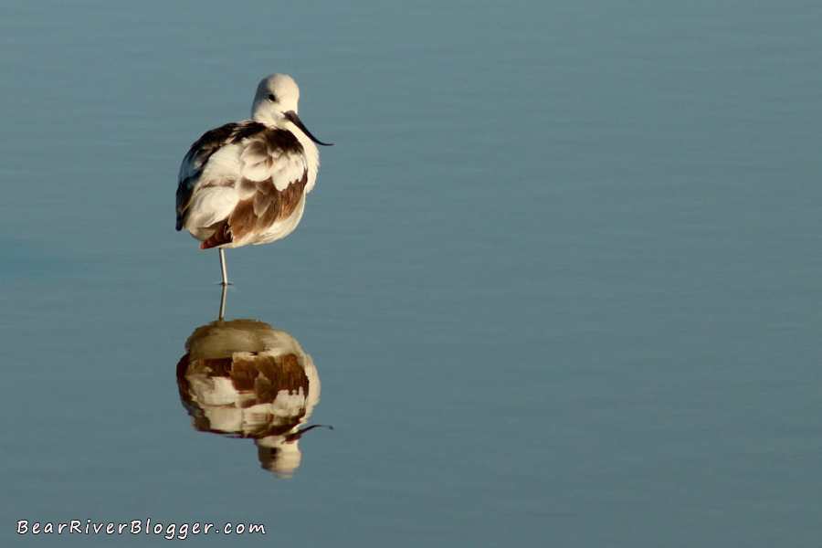 American avocet on the Bear River Migratory Bird Refuge in its non-breeding plumage