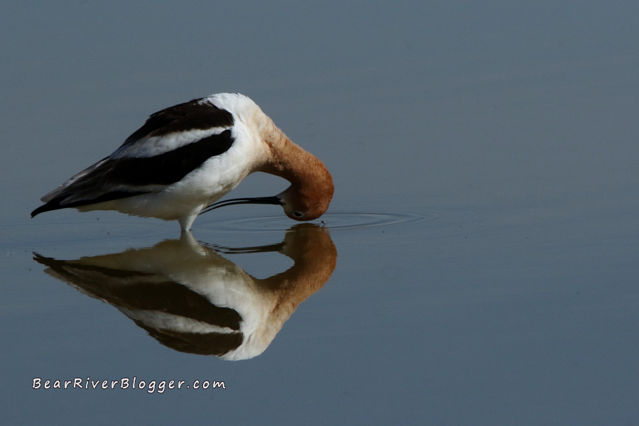 american avocet preening with a reflection on the water
