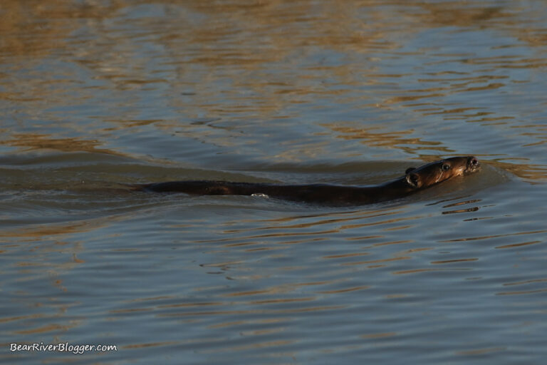 Seriously, Are There Beavers Living On The Bear River Migratory Bird