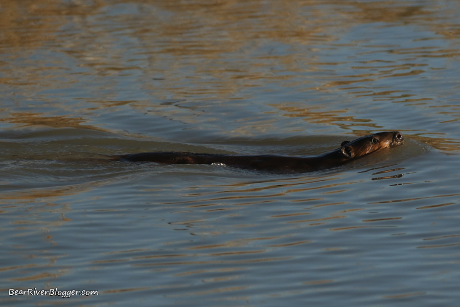 beaver swimming in a canal on the bear river migratory bird refuge