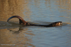 beaver lifting its tail to slap it on the water