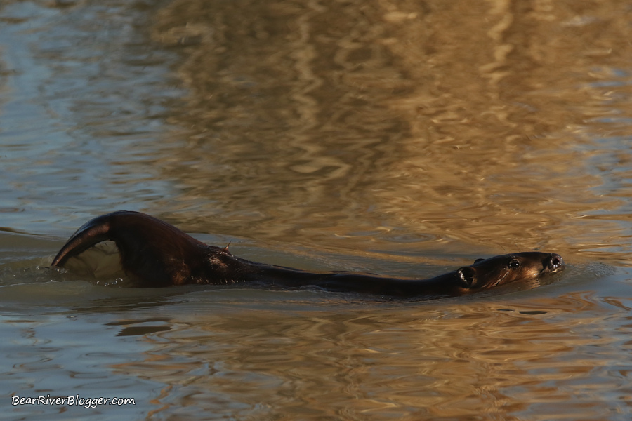 beaver swimming in the water on the bear river migratory bird refuge