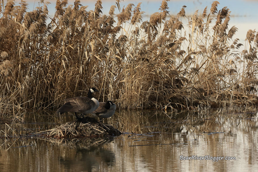 two Canada geese perched on an old muskrat den on the bear river migratory bird refuge