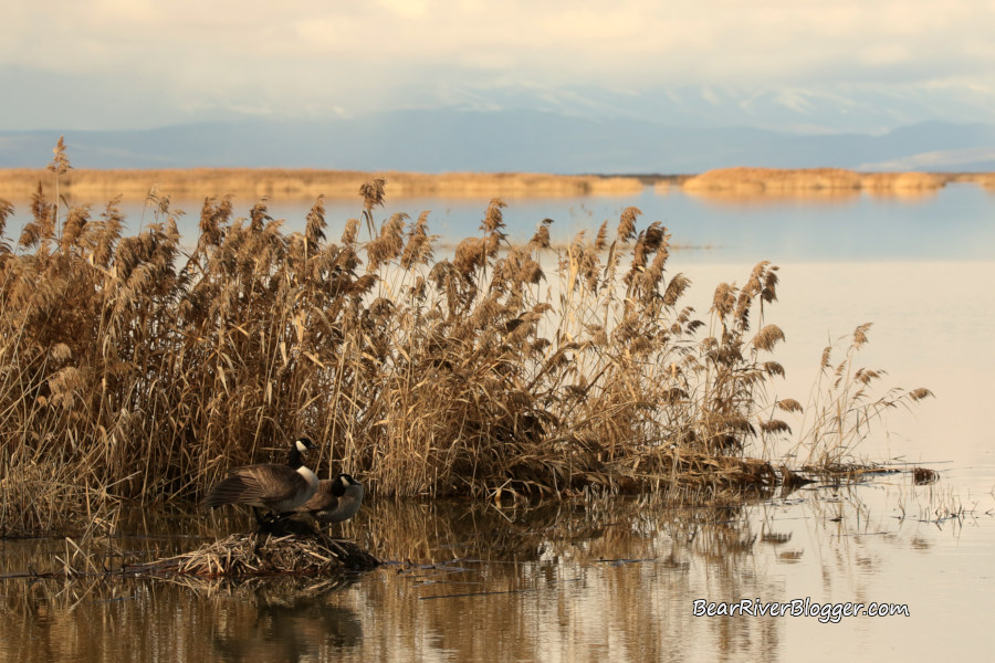 two canada geese resting on a muskrat den