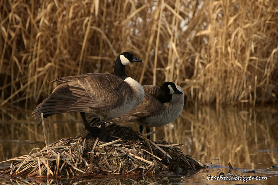 two canada geese sitting on a muskrat den