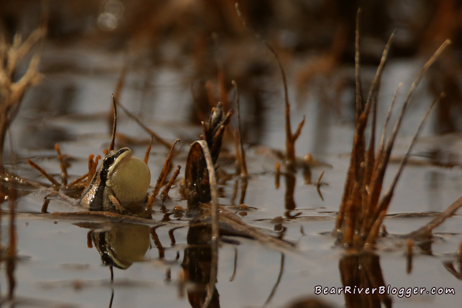 chorus frog calling in a small pond