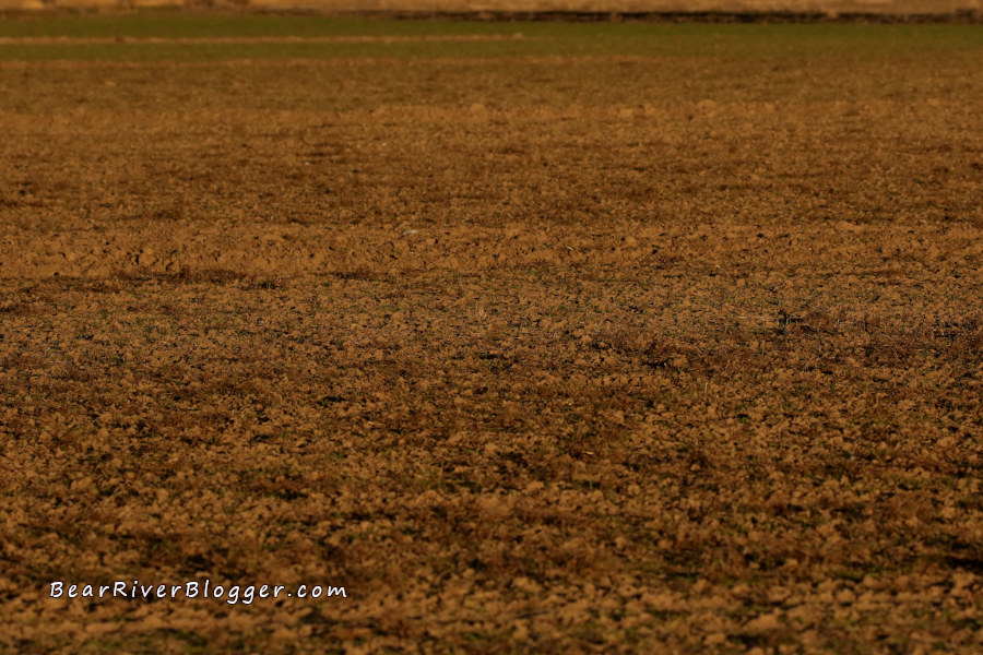 barren winter wheat field destroyed by migrating snow geese.