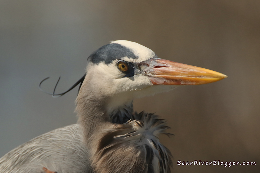 great blue heron showing its nictitating membrane