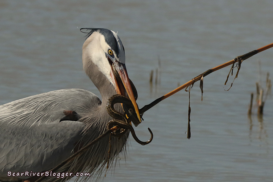 a great blue heron trying to swallow a garter snake