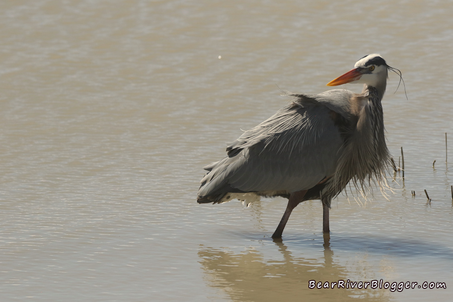 great blue heron standing in the water on the bear river migratory bird refuge